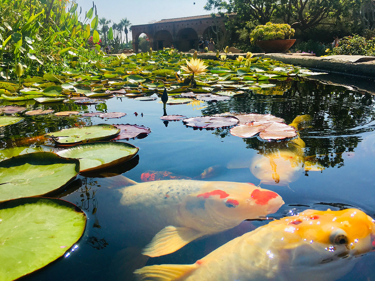 Custom Koi Pond in Local